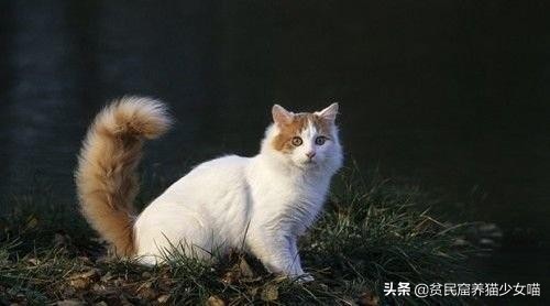 活体小猫咪售卖,土耳其国宝级猫咪