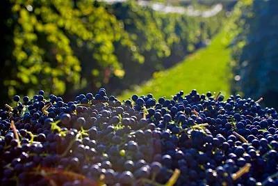 13000、3000、300块的“拉菲”，究竟有什么区别？