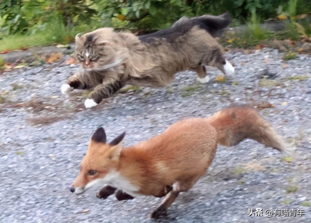 千万别惹俄罗斯猫，真实吓尿了