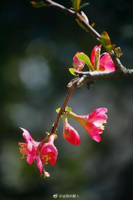 濡備綍鍖哄垎妯辫姳妗冭姳姊ㄨ姳鏉忚姳娴锋,妯辫姳妗冭姳鏉庤姳鏉忚姳濡備綍鍖哄垎
