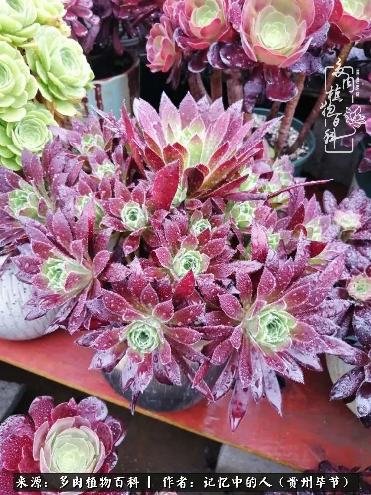 我心中的玫瑰原唱,我心中的玫瑰全部歌曲