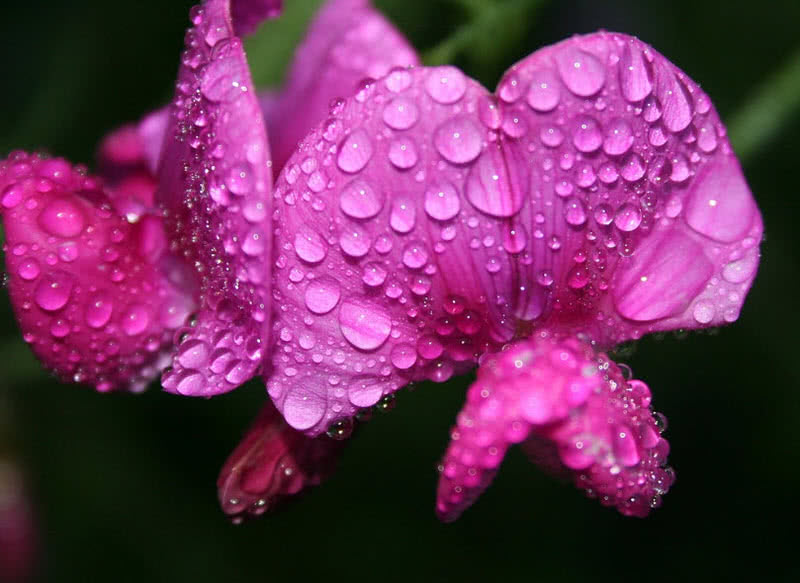 世界上最珍贵的十种玫瑰,西式婚礼用什么样鲜花