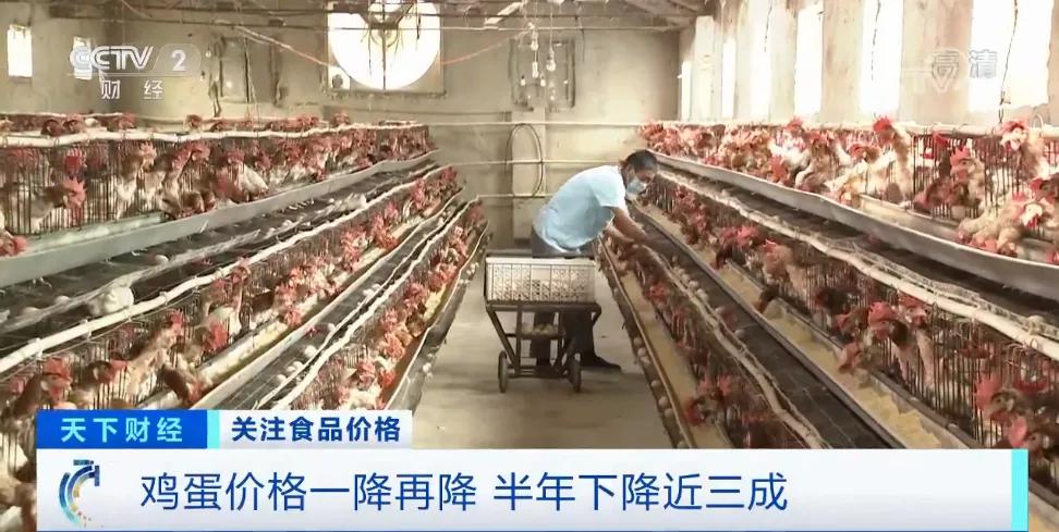 鸡蛋价格一降再降,鸡蛋价格啥时候降价