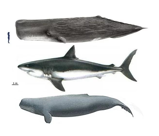 地球最大动物蓝鲸两百吨体重,地球最大的动物是什么动物