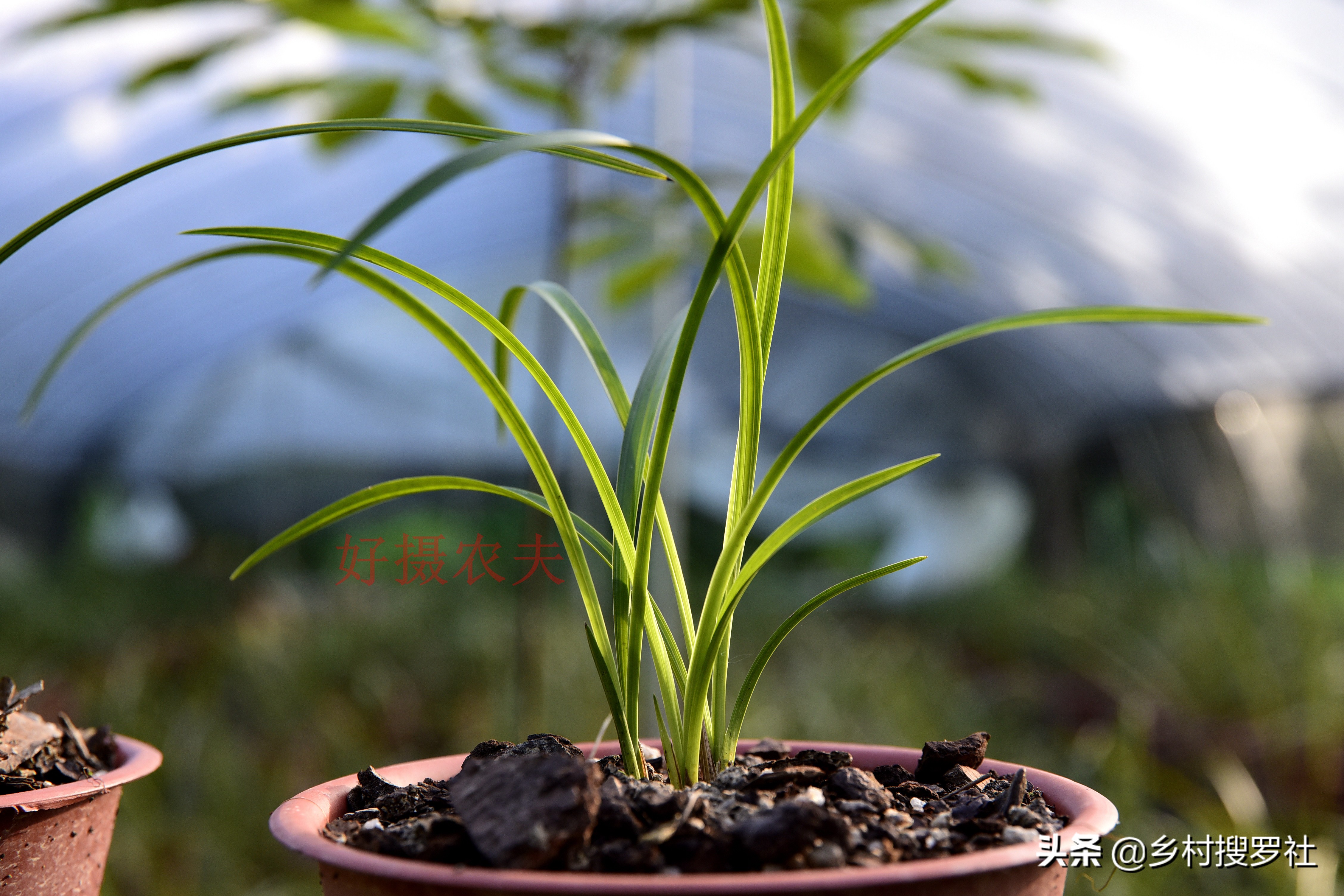 春兰芦头一般几个芽,春兰要怎么养花苞拔杆更高