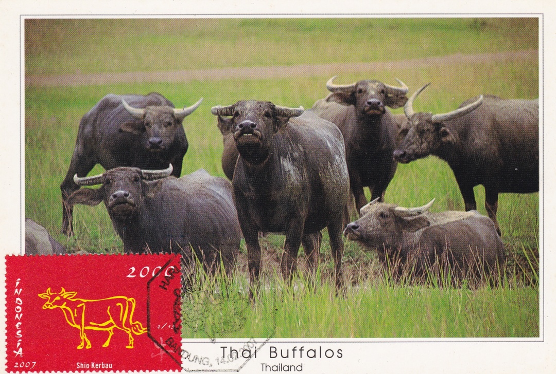 生肖牛视频大全,生肖牛第一期视频