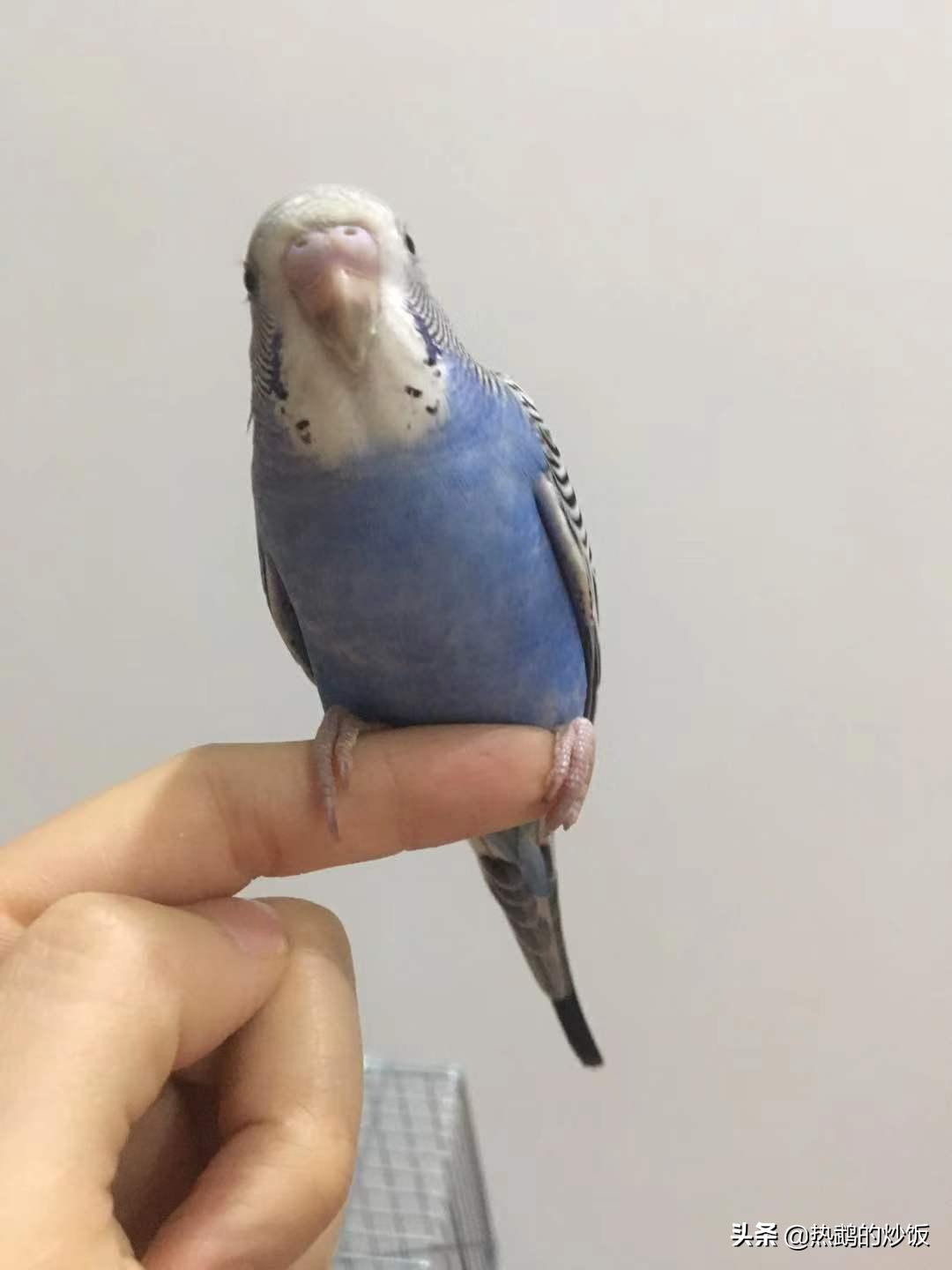 在虎皮鹦鹉繁殖期间需要注意哪些方面和手养虎皮鹦鹉的经验