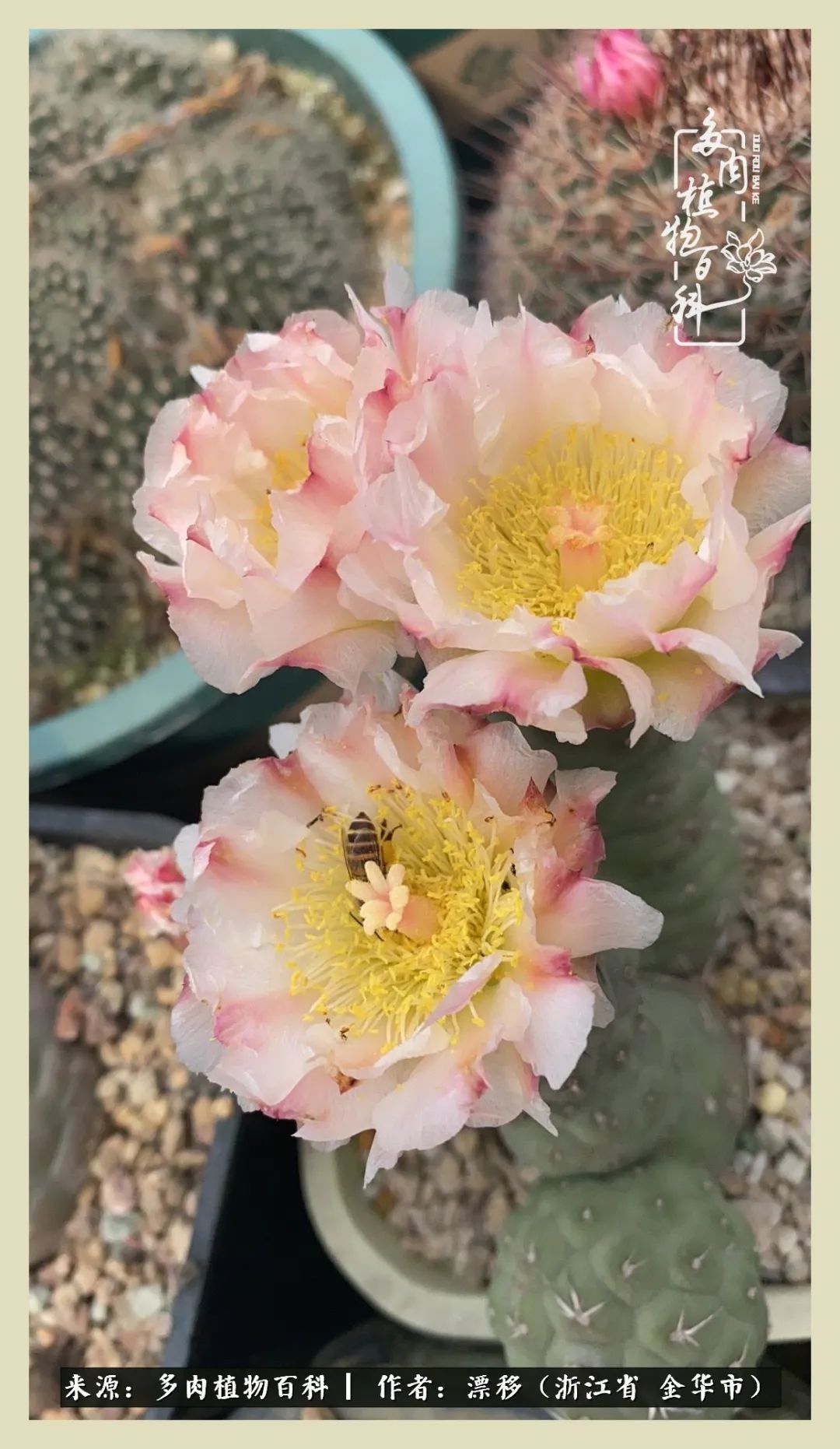 仙人球开花并散发着香味,仙人球花盛开吐露芬芳