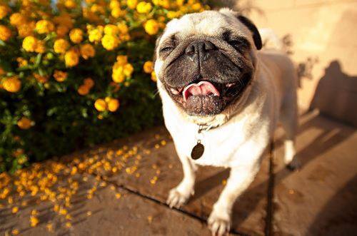 可爱的巴哥幼犬,巴哥犬的可爱瞬间