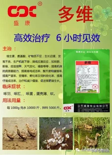 鸭中暑怎么防治,鸭子夏天中暑怎么防备