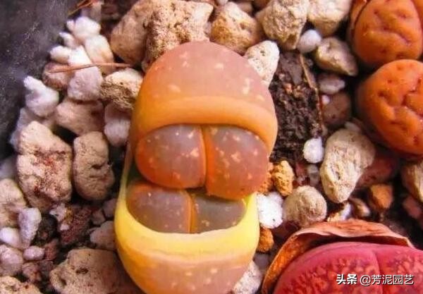 屁股花脱皮怎么处理,屁股花脱皮可以将皮撕掉吗