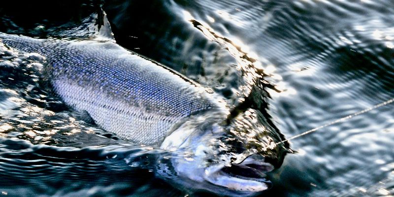 世界顶级淡水鱼大全,世界上顶级鱼类大全