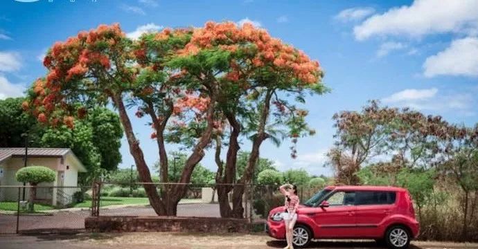 为什么一定要去夏威夷,为什么大家都去夏威夷