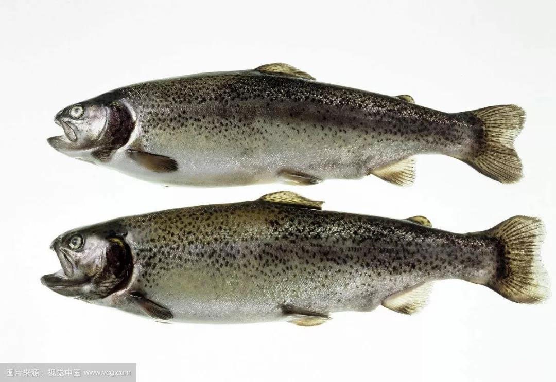 科普中国三文鱼,智利三文鱼