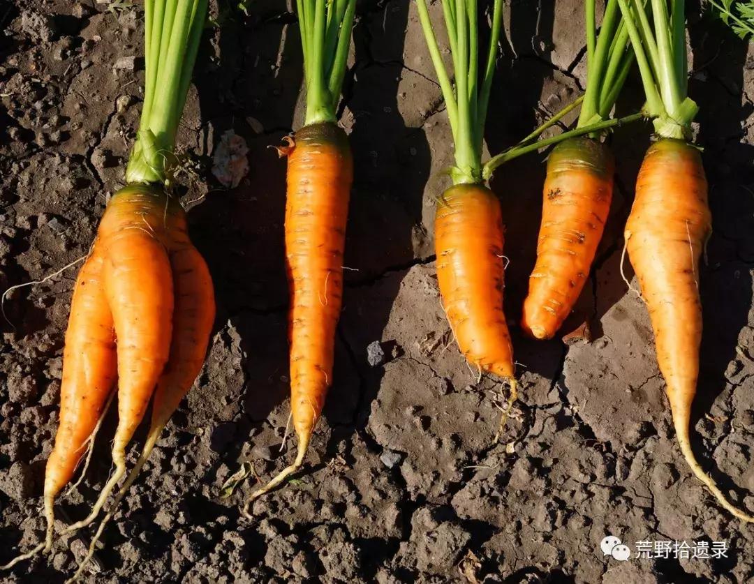 你知道胡萝卜是怎么来的吗,胡萝卜的演化史