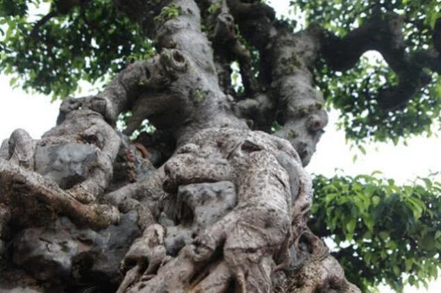 越南盆景树多少钱一棵,男子几年前低价买回棵三百年树