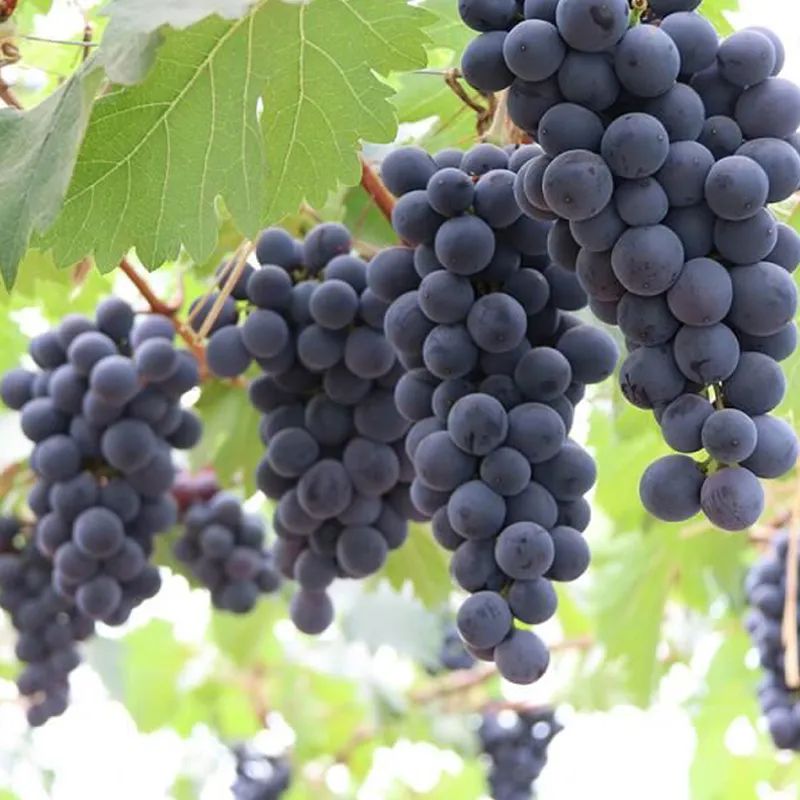 家里种什么招财又旺宅,院中栽什么树聚财镇宅