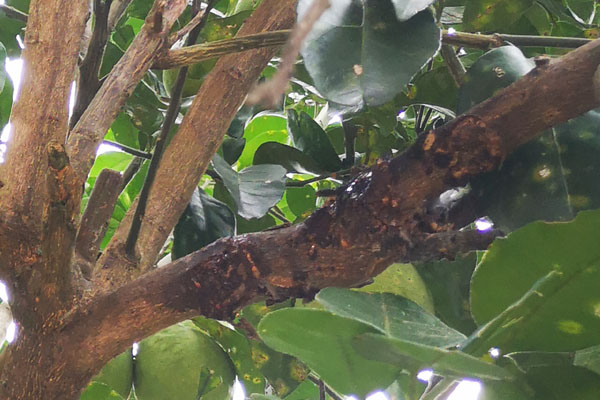 柚子树难管理吗,柚子不结果怎么管理