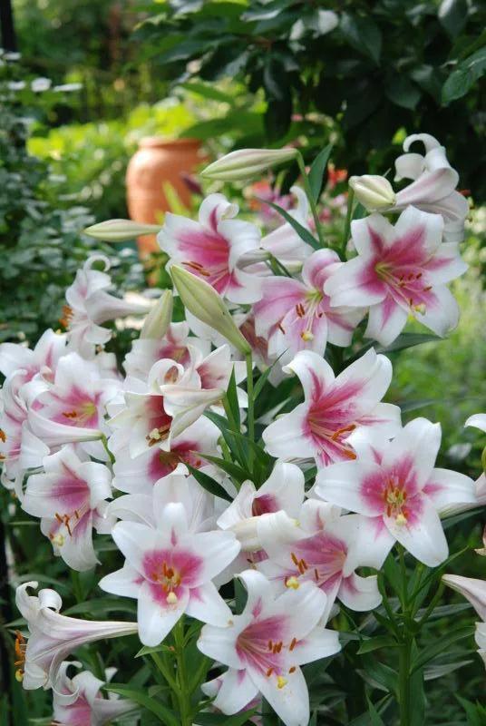 北方一年四季都开花的花园,东北花园四季开花植物