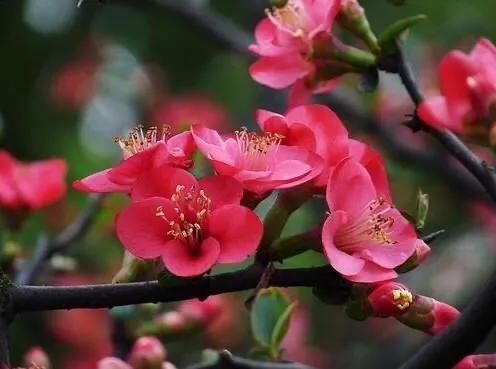 海棠花开花之后怎么修剪栽在土里,海棠花开花了怎么养护