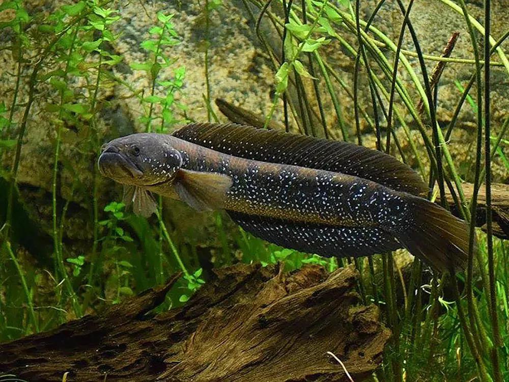 酷似泥鳅，也叫“七星鱼”，如今野生一斤100元，极其珍稀