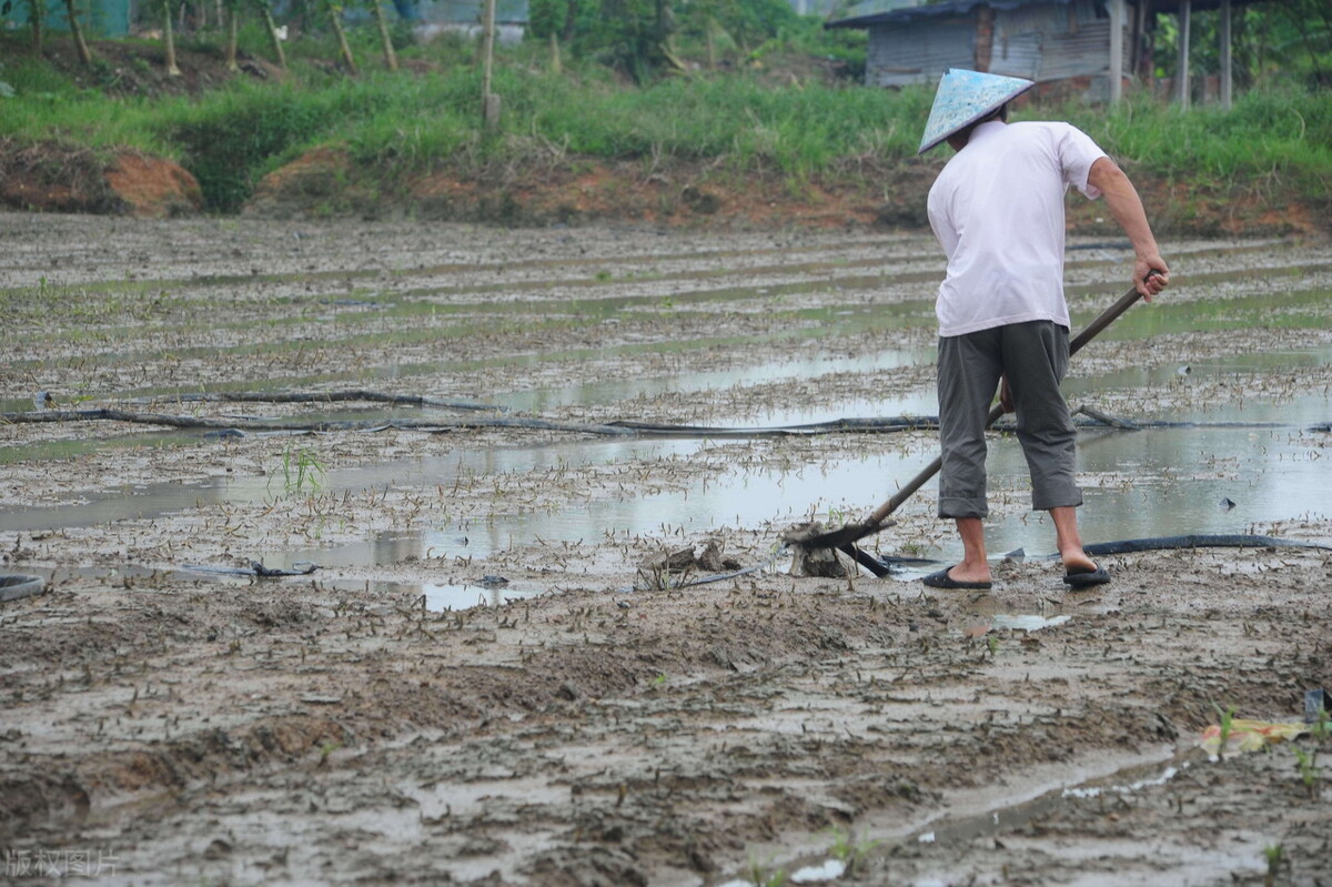 今年秋季庄稼雨水咋样,今年雨水多小麦播种还需要镇压吗