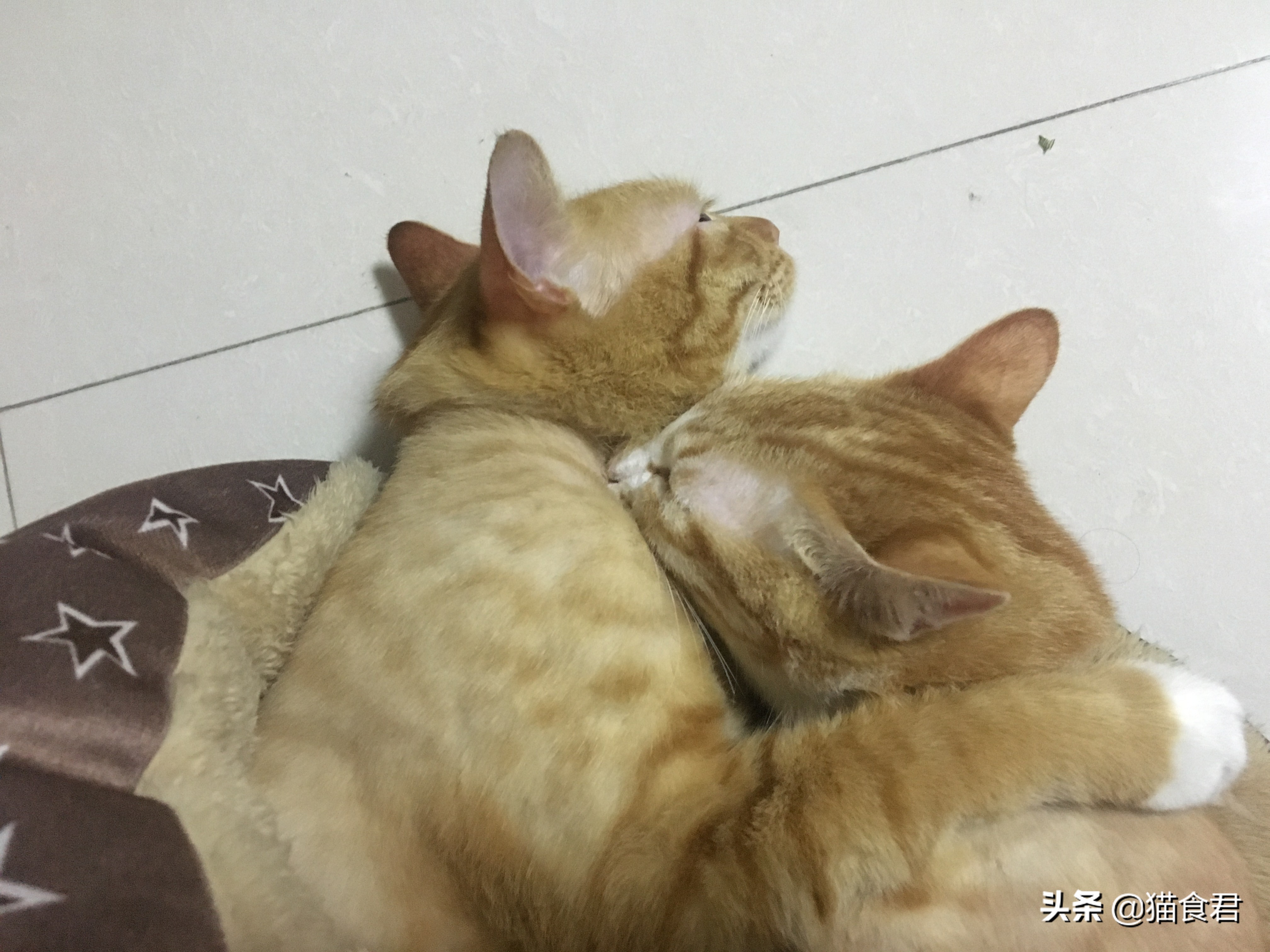 看到猫咪牙酸,猫咪磨牙是什么原因啊