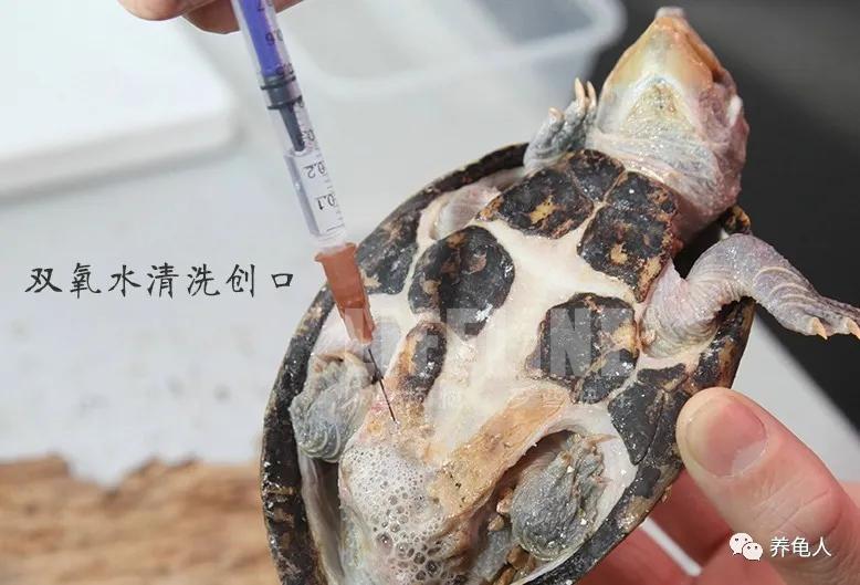 聚维酮碘溶液消毒乌龟兑多少水,乌龟腐甲可以抹双氧水吗