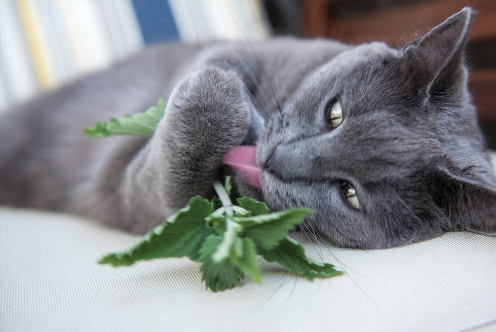 猫吃了猫薄荷像吸毒,猫吃了猫薄荷是不是像吃了菌子