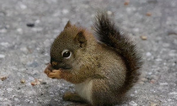 萌出血的猫,萌出血的小奶猫