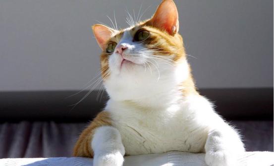 外出七天猫咪怎么安置,假期猫咪独自在家猫砂怎么处理