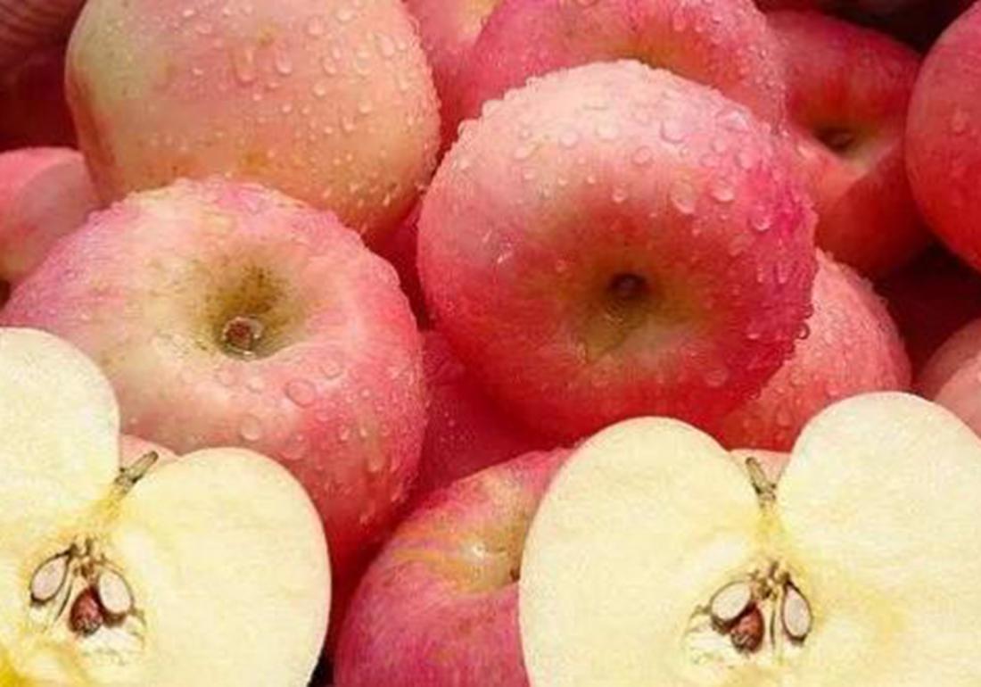 苹果老树管理技术,苹果树太旺直立生长怎么处理