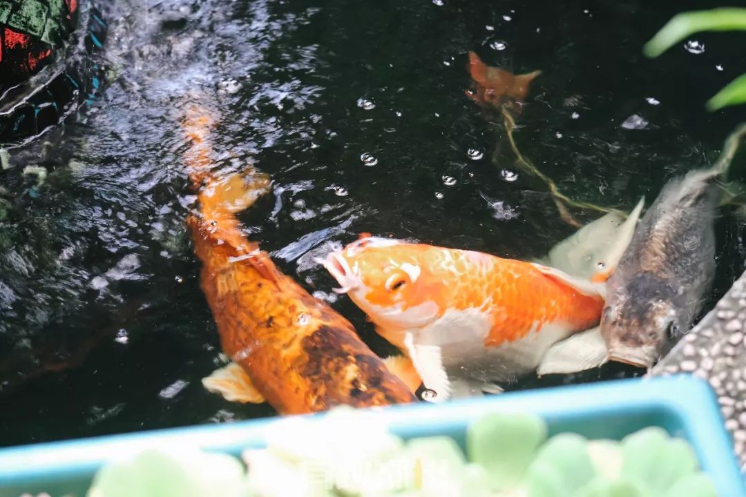 何时去菲律宾旅游最合适,菲律宾旅游攻略七日游自由行