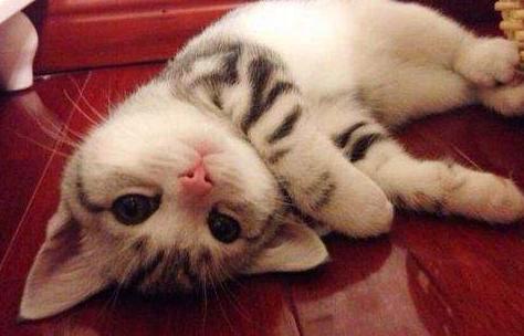 来看看你家猫在古代叫什么名字,古代猫咪花色名称大全