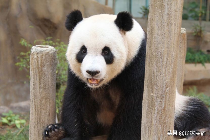 东京旅游必去迪士尼,东京旅游推荐去哪个岛