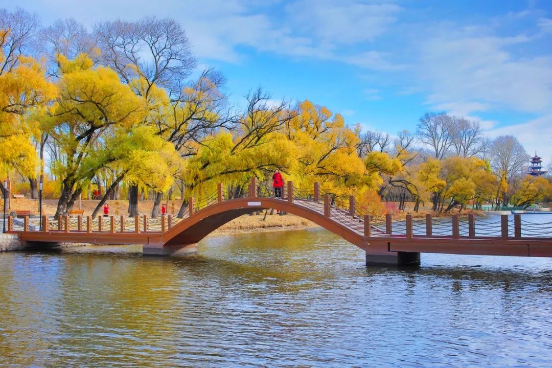 仙鹤起舞水粉画,仙鹤起舞展翅飞