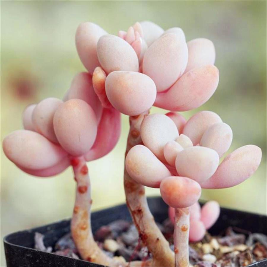 多肉艾伦斑怎么处理,多肉艾伦叶片有黑点是什么问题