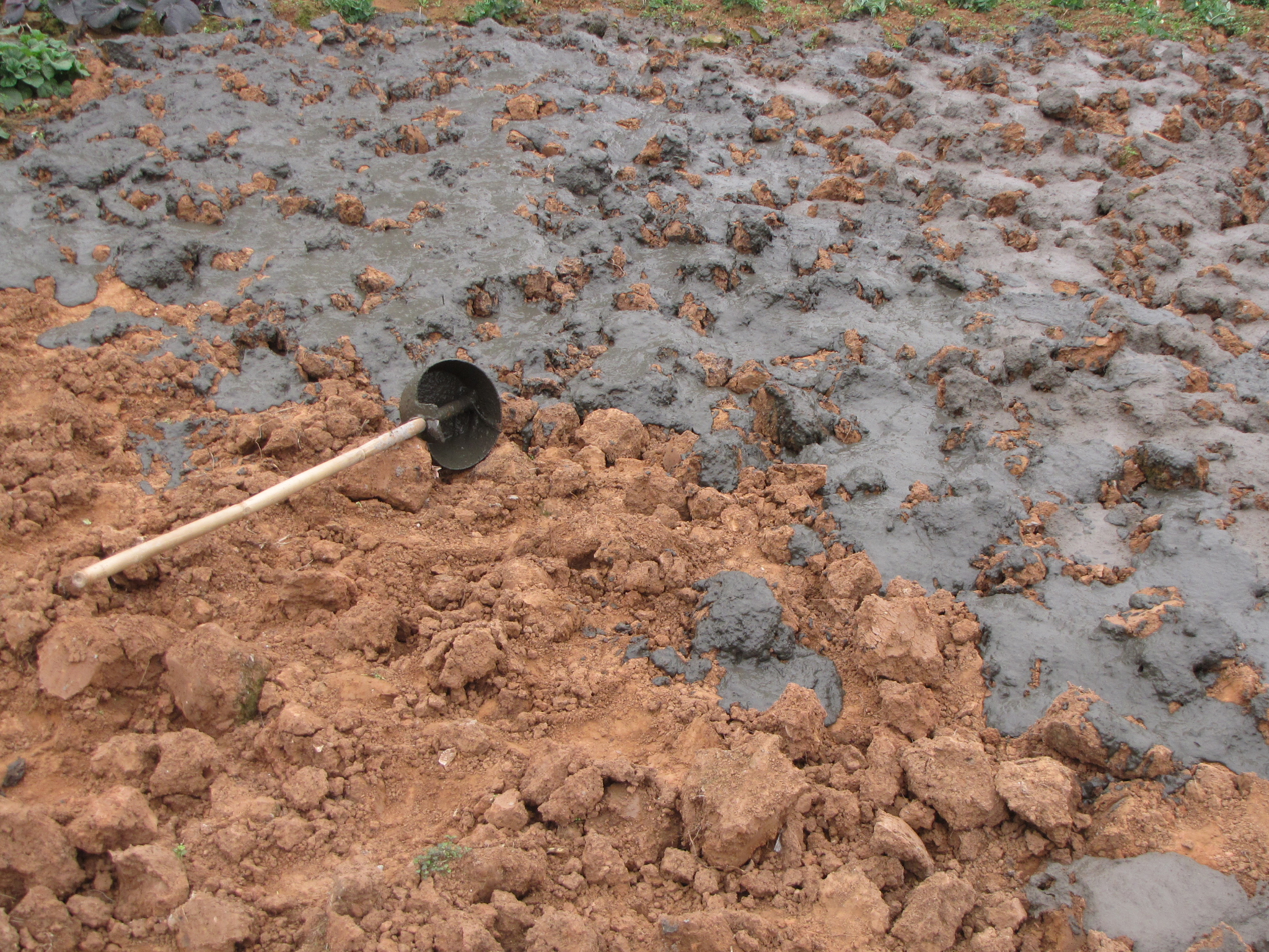 鱼腥草无公害丰产栽培技术,鱼腥草栽培