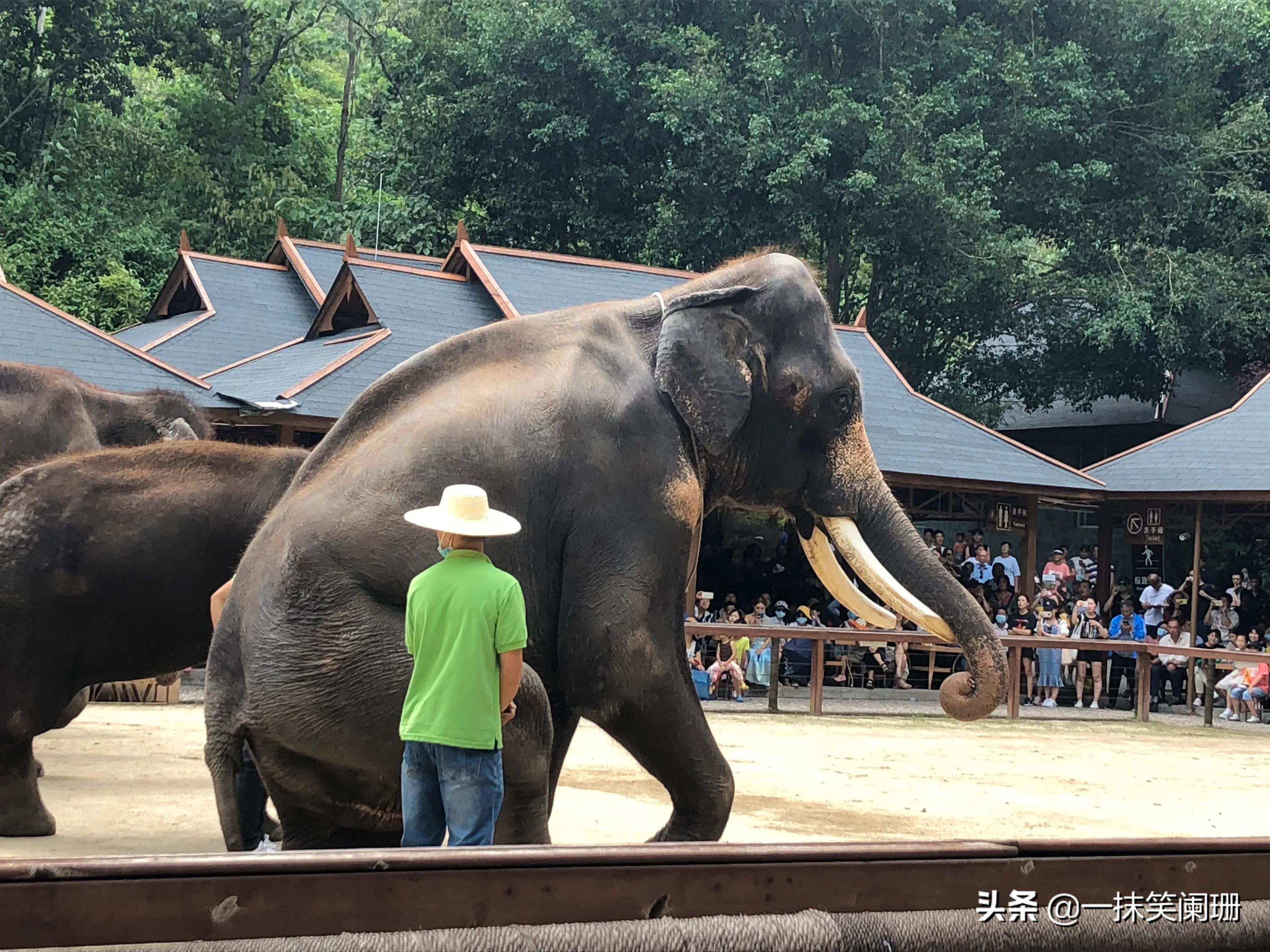 西双版纳野象谷大象表演,西双版纳野象谷大象表演现场视频