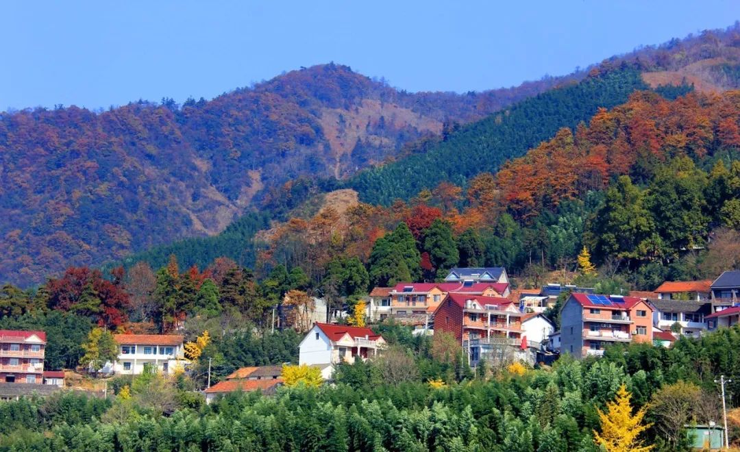 漫天香氛醉人~杭州的秋天从不让人失望!13个地方,秒出大片