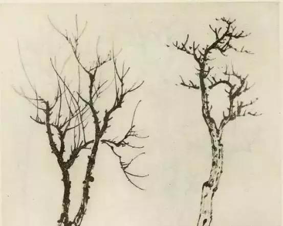 缠枝、挺杆、屈节、钮裂、一棵树如何画？看了这篇你绝对能学会