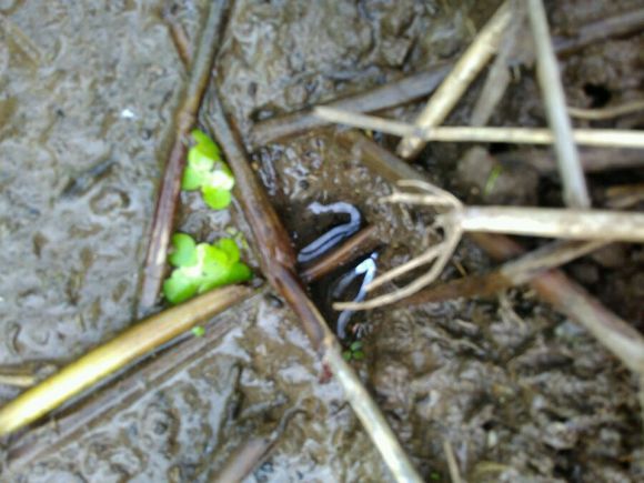 抓黄鳝小知识,农村娃抓黄鳝视频