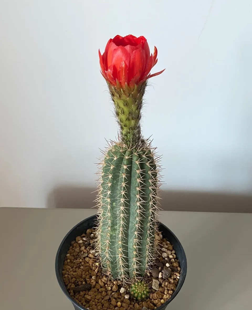 太极莲仙人球,狂莲仙人球