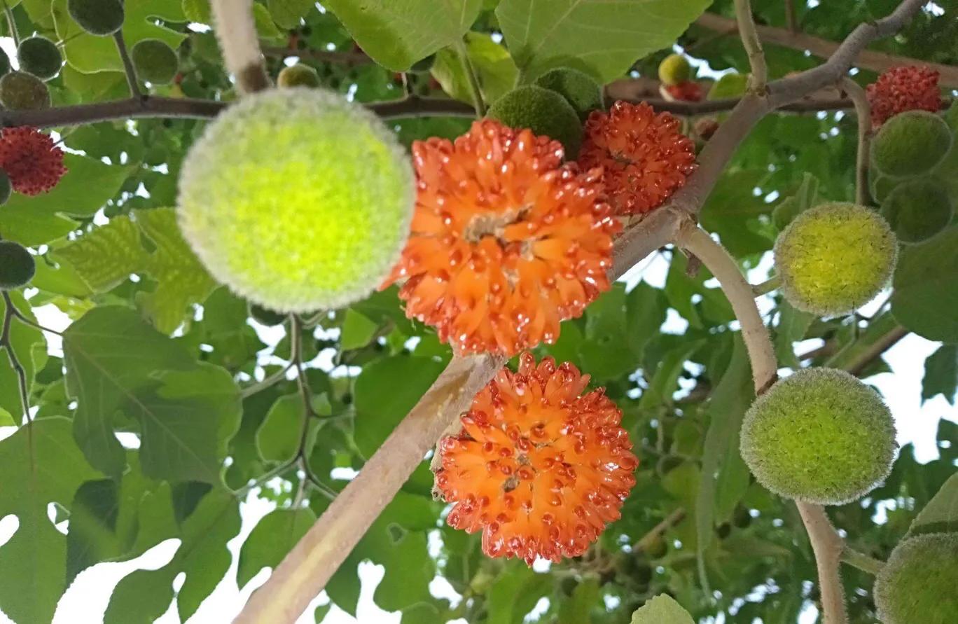 植物百科知识大全儿童,植物百科app