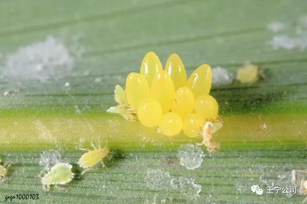 夏播玉米虫害图片大全,玉米虫害图谱高清大图