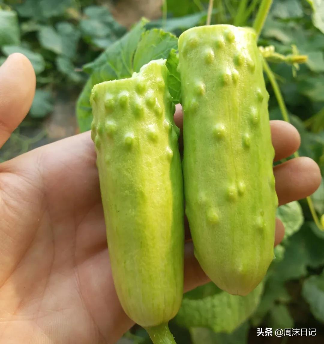 比春笋还要好吃的笋,又脆又嫩的白玉黄瓜脆
