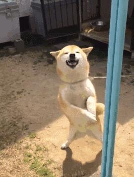 科学养犬四个标准是指哪些,科学养宠攻略狗不能吃什么