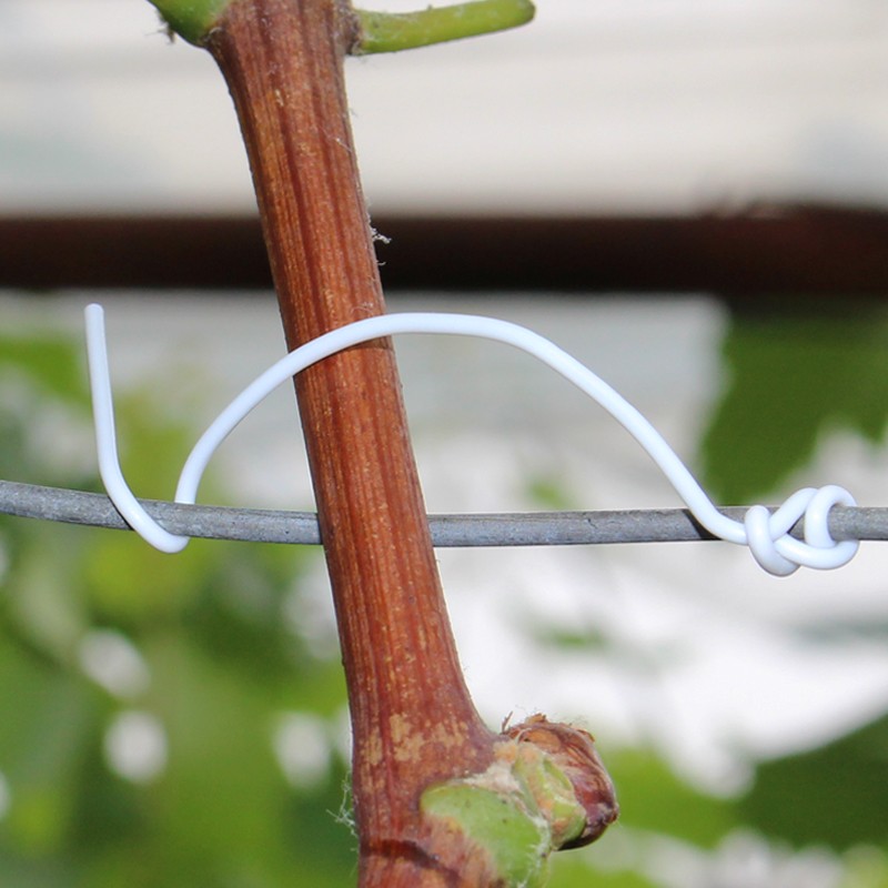 葡萄新梢叶柄发红怎么了,叶柄红色的葡萄