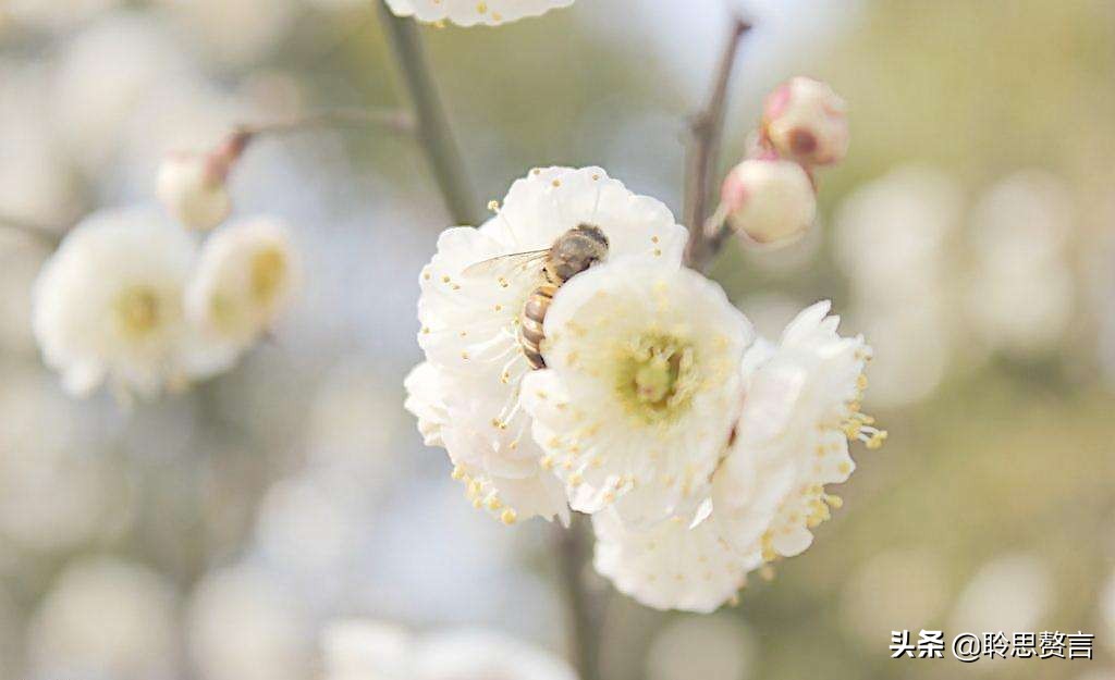 蜜蜂诗三百首,蜜蜂诗精选100首