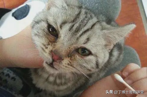 猫咪发病率可达100%的传染病——“猫鼻支”的研究和防治